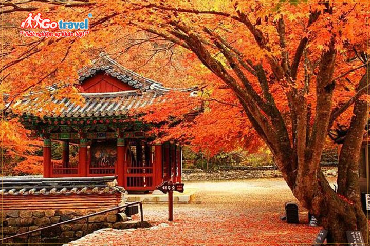 Du lịch Hàn Quốc mùa thu bạn sẽ có dịp hòa mình vào khung cảnh lá vàng rơi cực kỳ lãng mạn.