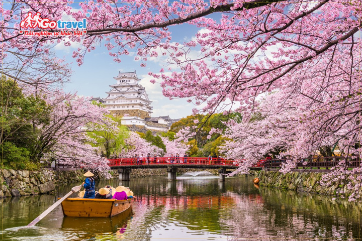 Du lịch Nhật Bản mùa xuân là dịp để bạn chiêm ngưỡng sắc hoa anh đào rực rỡ tại xứ phù tang.