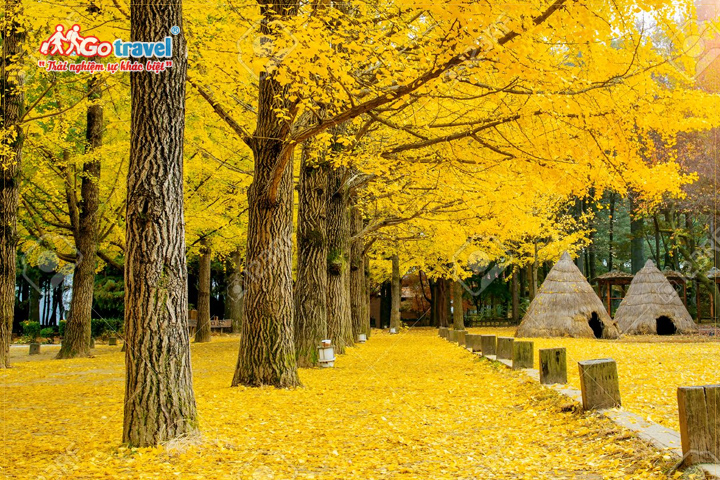 Cây ngân hạnh ở Hàn Quốc vào mùa thu