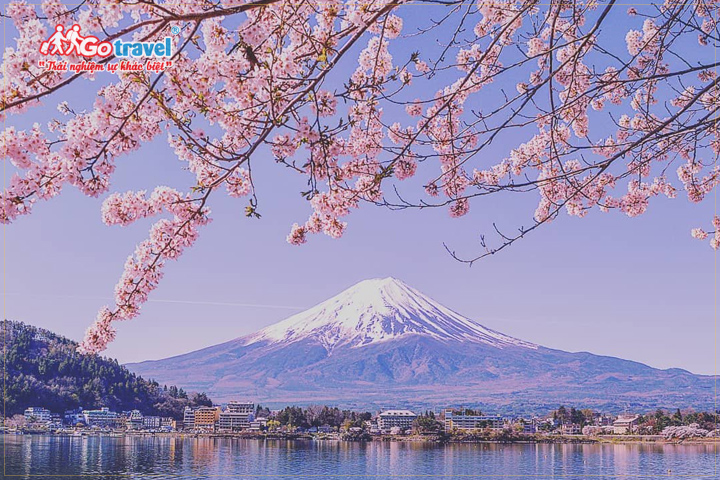 Du lịch núi Phú Sĩ mùa xuân ngắm hoa anh đào