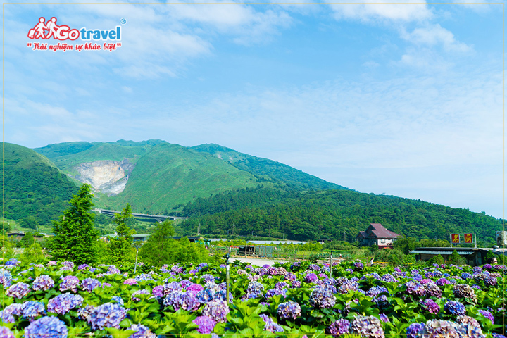 Công viên quốc gia Dương Minh Sơn rực rỡ trong sắc hoa