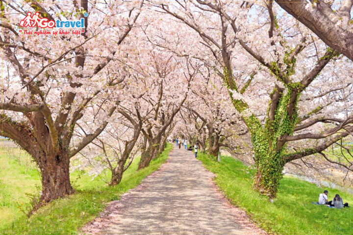 Ngắm nhìn hoa anh đào trong tour du lịch Nhật Bản mùa xuân